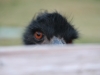 Emu at Steve & Connie's by Brian Keeler