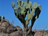 Cactus by Brian Keeler