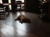 Pet Friendly  El Portal by Brian Keeler