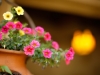 Flower Pot by B. Van Houk