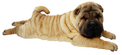 wrinkleydog
