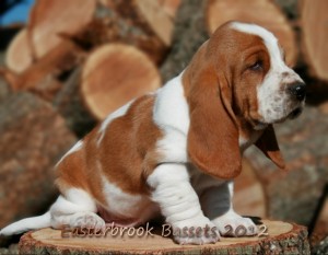 Pet Friendly Sedona Hotel - El Portal's New Puppy Dexter is due to arrive in the next few weeks!