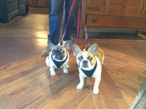 Lizzie & Grace at El Portal Pet Friendly Sedona Hotel